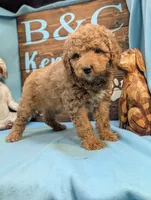 Gold baby, a male Miniature Goldendoodle for sale in DeKalb, IL – 3 of 3