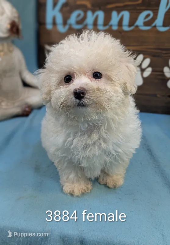 Fluffy – Bichon Frise, Maltese puppy for sale in DeKalb, IL