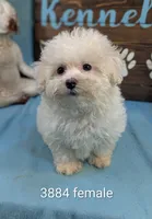 Fluffy, a female Bichon Frise and Maltese for sale in DeKalb, IL – 1 of 1