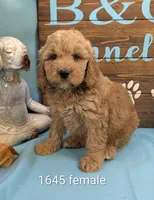 Gold baby, a female Miniature Goldendoodle for sale in DeKalb, IL – 1 of 3