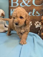 Gold baby, a female Miniature Goldendoodle for sale in DeKalb, IL – 3 of 3