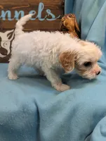 Cavadoodle, a male Cavapoo for sale in DeKalb, IL – 3 of 3