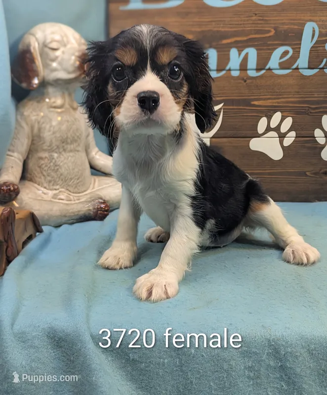 Queen Charles – Cavalier King Charles Spaniel puppy for sale in DeKalb, IL