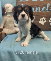 Queen Charles, a female Cavalier King Charles Spaniel for sale in DeKalb, IL – 1 of 1