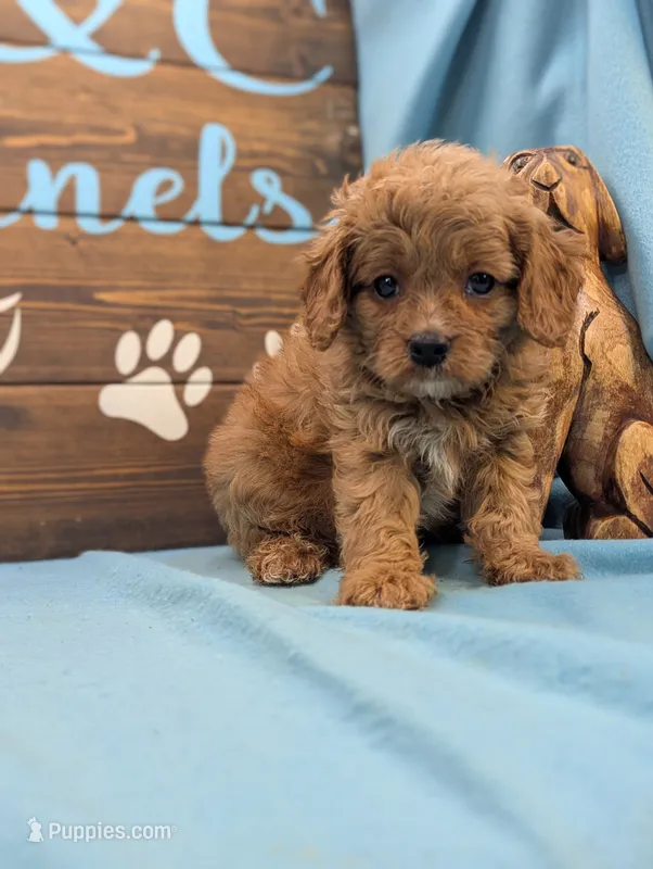 Cavadoo Cutie – Cavapoo puppy for sale in DeKalb, IL