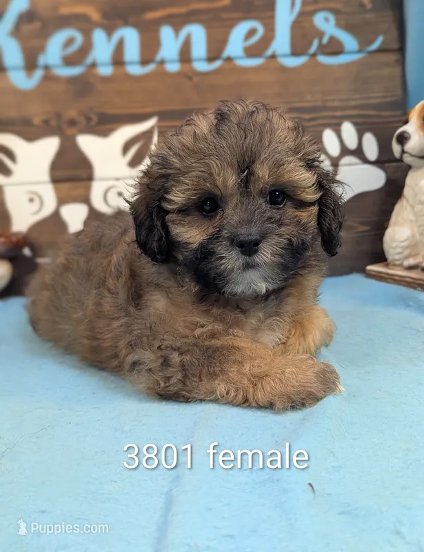 Princess – Shihpoo puppy for sale in DeKalb, IL