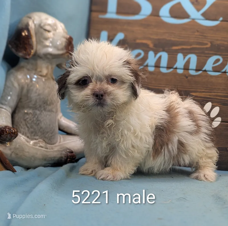 Teddybear – Bichon Frise, Shih Tzu puppy for sale in DeKalb, IL