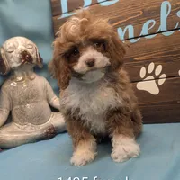 Too cute, a female Cocker Spaniel and Poodle - Toy  for sale in DeKalb, IL – Photo 1 of 3