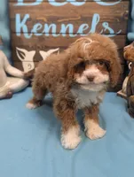 Too cute, a female Cocker Spaniel and Poodle - Toy  for sale in DeKalb, IL – Photo 3 of 3