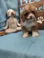 Too cute, a female Cocker Spaniel and Poodle - Toy  for sale in DeKalb, IL – Photo 2 of 3