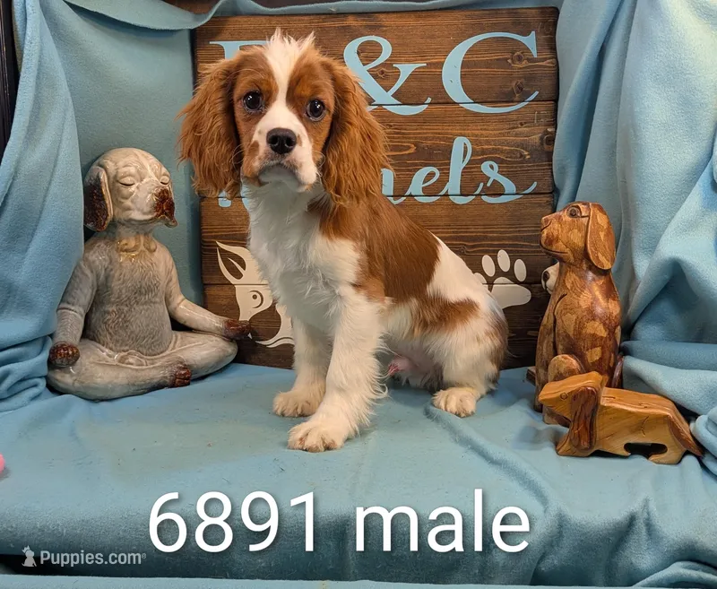 King Charles II – Cavalier King Charles Spaniel puppy for sale in DeKalb, IL
