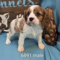King Charles II, a male Cavalier King Charles Spaniel for sale in DeKalb, IL – Photo 1 of 3