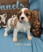 King Charles II, a male Cavalier King Charles Spaniel for sale in DeKalb, IL – Photo 1 of 3