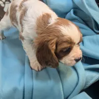 King Charles II, a male Cavalier King Charles Spaniel for sale in DeKalb, IL – Photo 3 of 3
