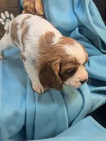 King Charles II, a male Cavalier King Charles Spaniel for sale in DeKalb, IL – Photo 3 of 3