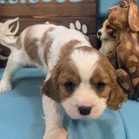 King Charles II, a male Cavalier King Charles Spaniel for sale in DeKalb, IL – Photo 2 of 3