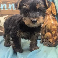 Hi friend, a male Yorkshire Terrier for sale in DeKalb, IL – Photo 1 of 4