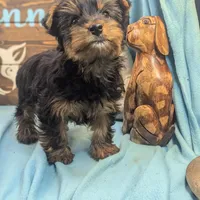 Hi friend, a male Yorkshire Terrier for sale in DeKalb, IL – Photo 4 of 4