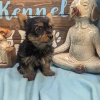 Hi friend, a male Yorkshire Terrier for sale in DeKalb, IL – Photo 3 of 4