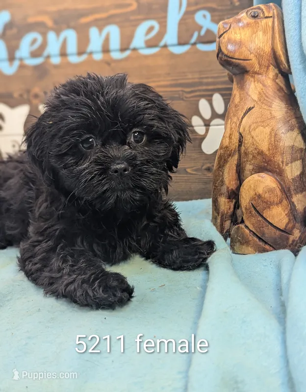 Teddybear – Bichon Frise, Shih Tzu puppy for sale in DeKalb, IL