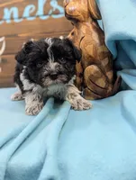 Schnoodle, a female Schnoodle for sale in DeKalb, IL – 4 of 4