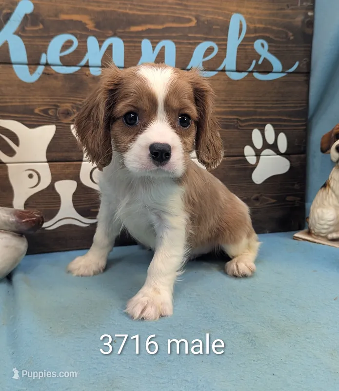 King Charles – Cavalier King Charles Spaniel puppy for sale in DeKalb, IL