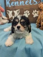 Cava Chon, a female Cavachon for sale in DeKalb, IL – 3 of 3