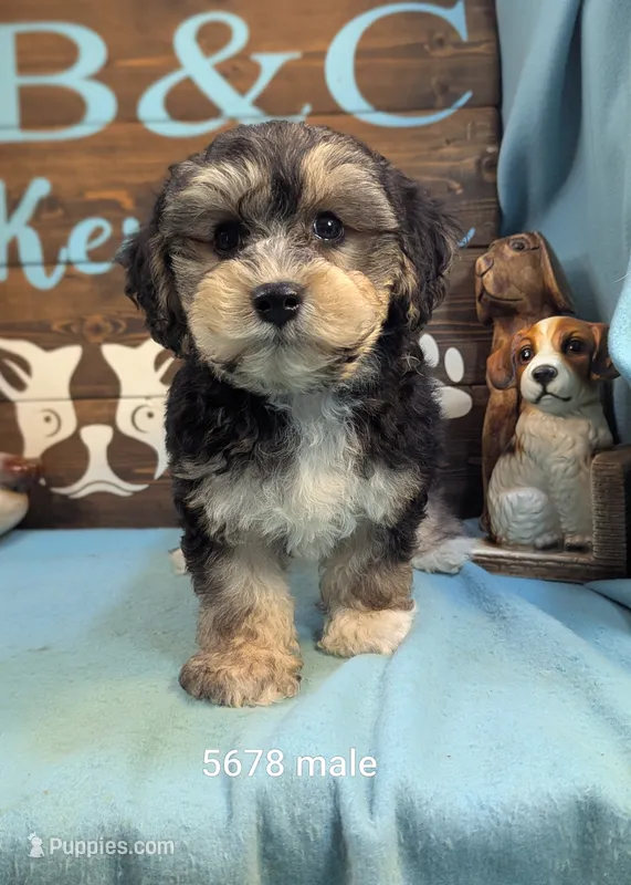 Dollface – Bichon Frise, Yorkshire Terrier puppy for sale in DeKalb, IL
