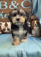 Dollface, a male Bichon Frise and Yorkshire Terrier for sale in DeKalb, IL – 1 of 1