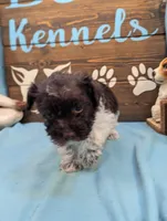 Schnoodle, a male Schnoodle for sale in DeKalb, IL – 3 of 5