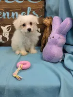 Yorkidoodle, a male Yorkshire Terrier and Poodle - Toy  for sale in DeKalb, IL – Photo 3 of 3