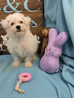 Yorkidoodle, a male Yorkshire Terrier and Poodle - Toy  for sale in DeKalb, IL – Photo 2 of 3