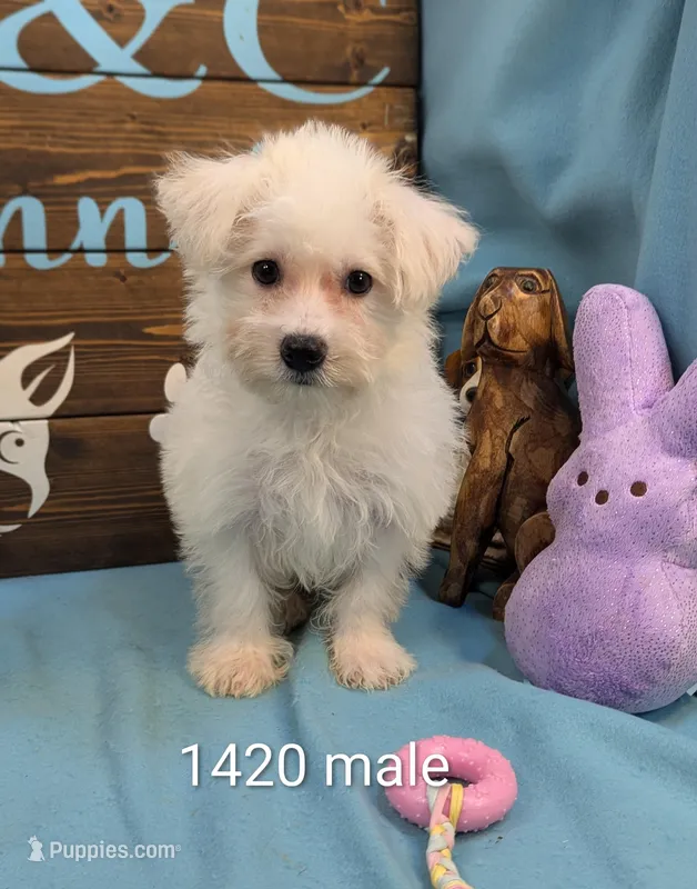 Yorkidoodle – Yorkshire Terrier, Poodle - Toy  puppy for sale in DeKalb, IL