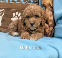 Gold baby, a male Miniature Goldendoodle for sale in DeKalb, IL – 1 of 3