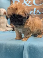 Prince Shih Tzu , a male Shih Tzu for sale in DeKalb, IL – 3 of 3