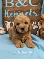 Gold baby, a female Miniature Goldendoodle for sale in DeKalb, IL – 2 of 3