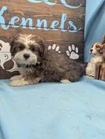 Teddybear, a male Shichon for sale in DeKalb, IL – 2 of 3