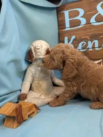 Gold baby, a male Miniature Goldendoodle for sale in DeKalb, IL – 2 of 3