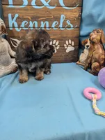 Maltipoo, a male Maltese and Poodle - Toy  for sale in DeKalb, IL – Photo 2 of 3