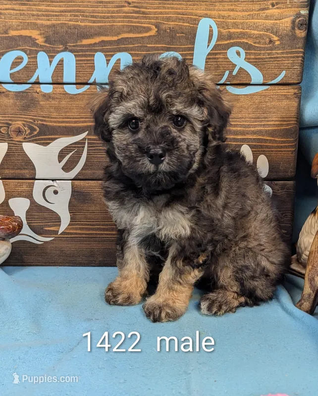 Maltipoo – Maltese, Poodle - Toy  puppy for sale in DeKalb, IL