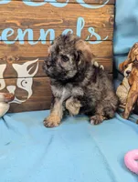 Maltipoo, a male Maltese and Poodle - Toy  for sale in DeKalb, IL – Photo 3 of 3