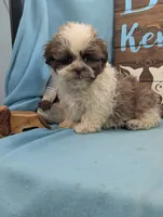 Teddybear, a male Shichon for sale in DeKalb, IL – 2 of 3