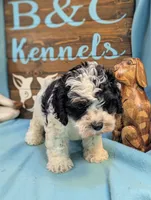 cava doodle, a male Cavapoo for sale in DeKalb, IL – 3 of 4