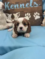 processed/704588db-dbd5-414c-9c0e-53aeddad23d3/listing/5c2f4452-ae49-4851-ba74-842cddcd78ab/a6520771-6f4e-4f81-a3e5-93c358358a36