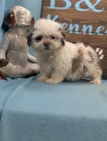 Teddybear, a male Shichon for sale in DeKalb, IL – 2 of 3