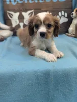 King Charles , a male Cavalier King Charles Spaniel for sale in DeKalb, IL – 2 of 3