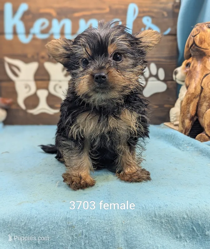Yorkie – Yorkshire Terrier puppy for sale in DeKalb, IL