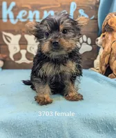 Yorkie, a female Yorkshire Terrier for sale in DeKalb, IL – 1 of 1