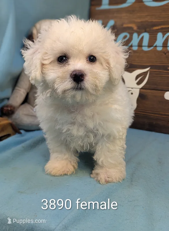 Fluffy – Bichon Frise, Maltese puppy for sale in DeKalb, IL