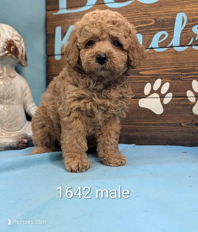 Mini Poodle – Poodle - Miniature  puppy for sale in DeKalb, IL